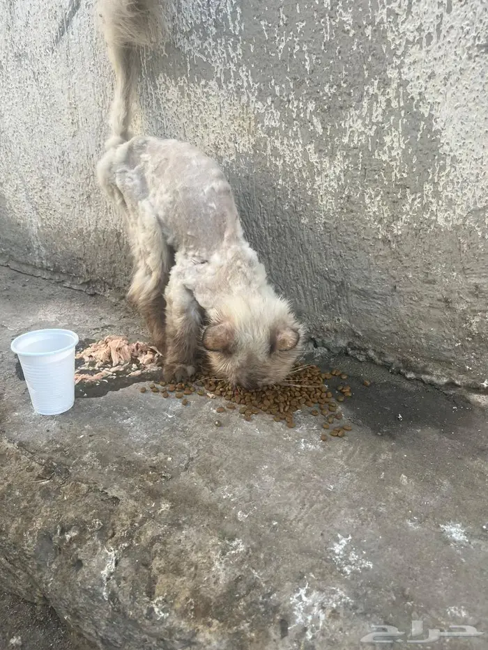قطة انثى نوع هيمالايا متخلى عنها 3
