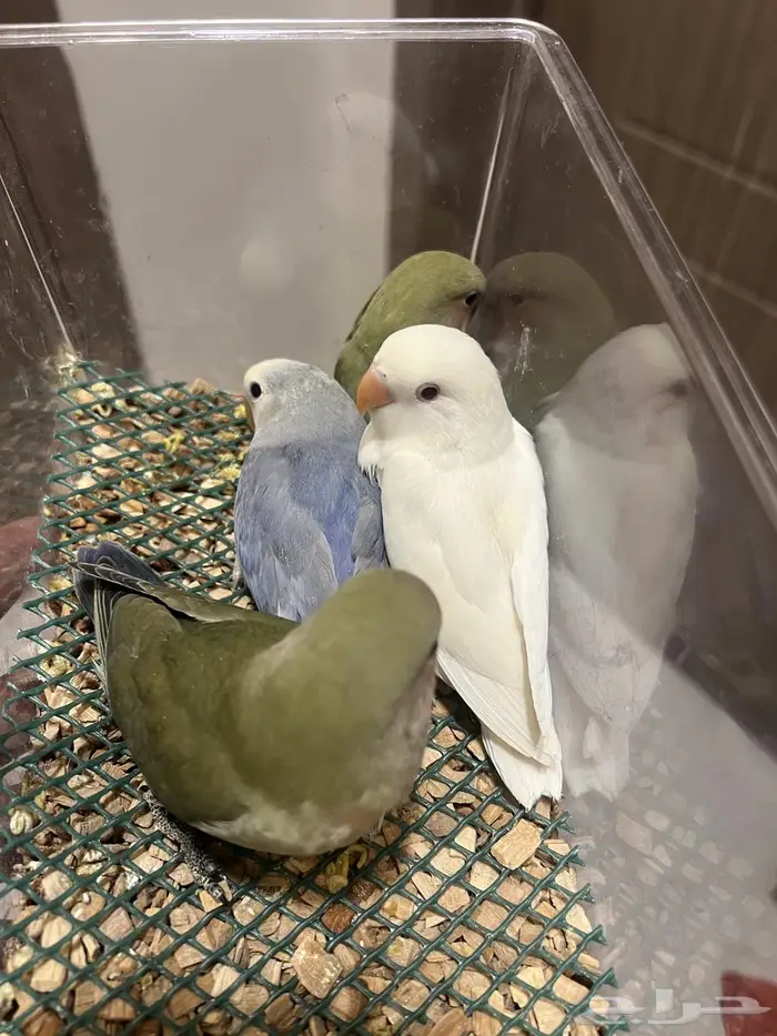 فروخ روز ( تم البيع الله يبارك لهم ) 1