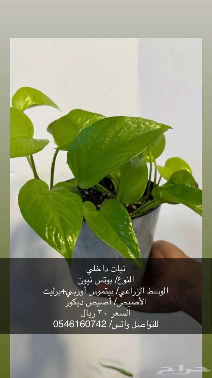 نبات داخلي 3