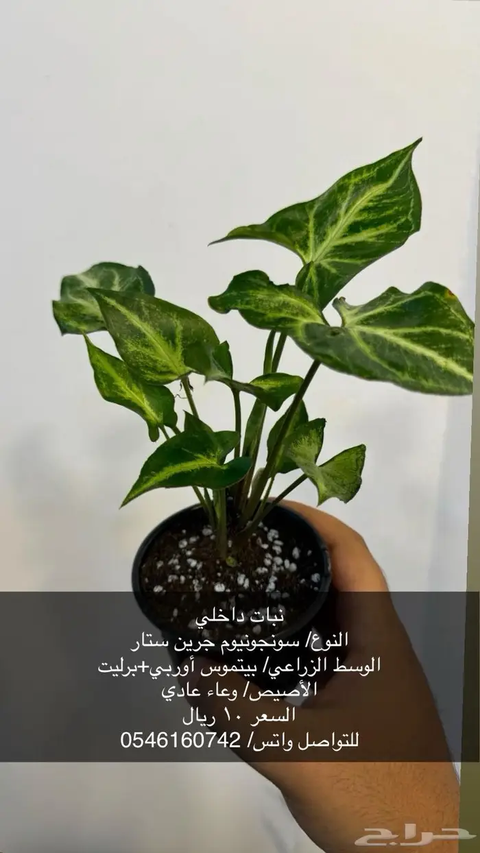 نبات داخلي 2