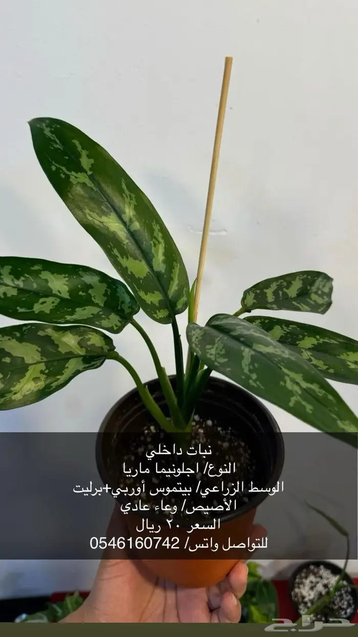 نبات داخلي 8