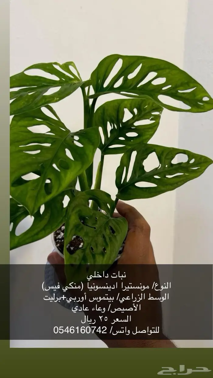 نبات داخلي 1