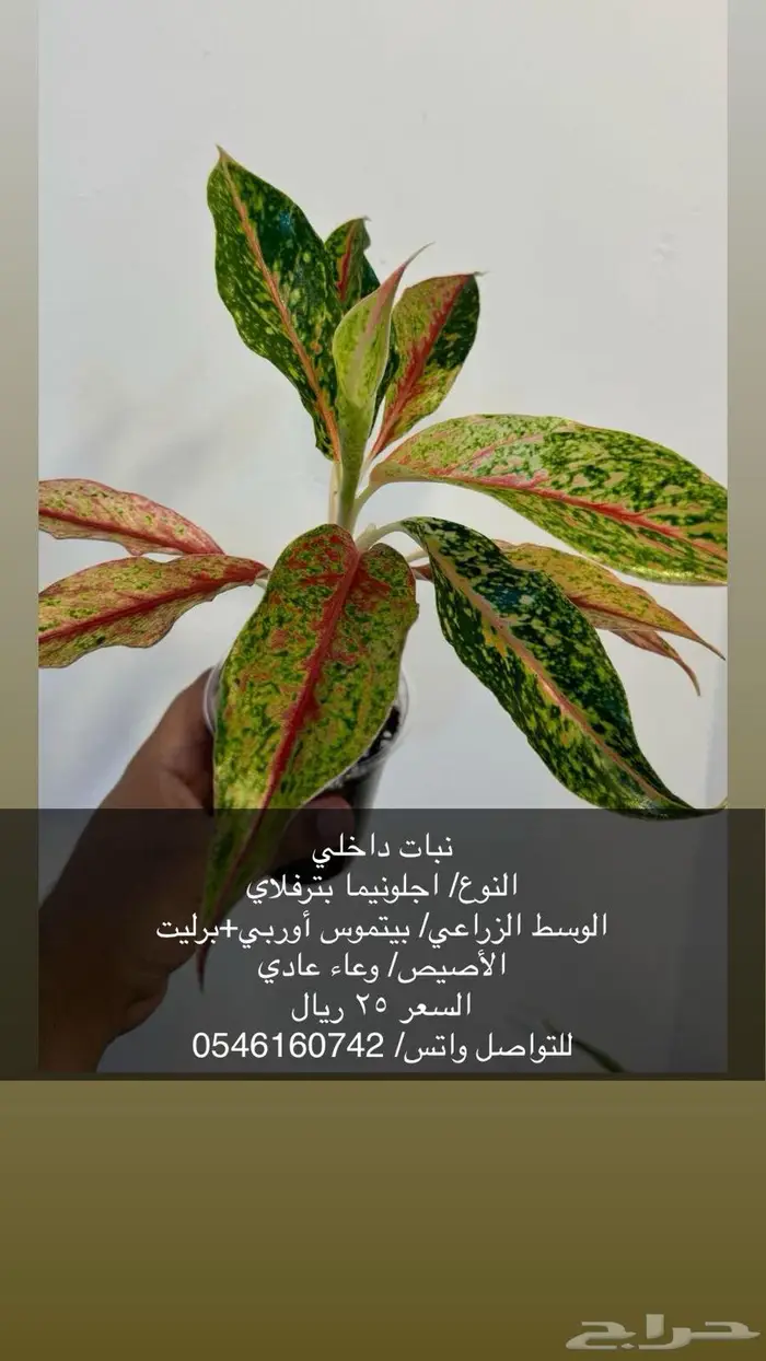نبات داخلي 4