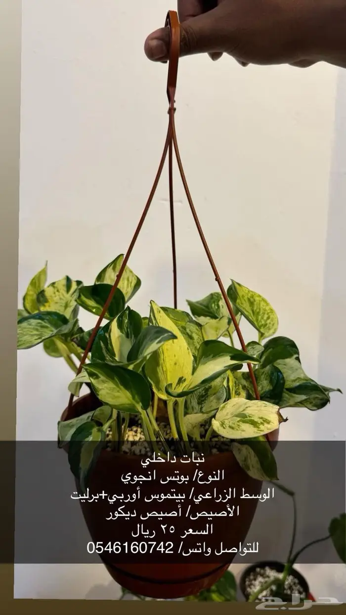 نبات داخلي 7