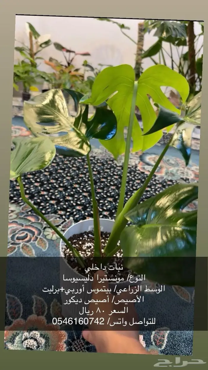 نبات داخلي 0