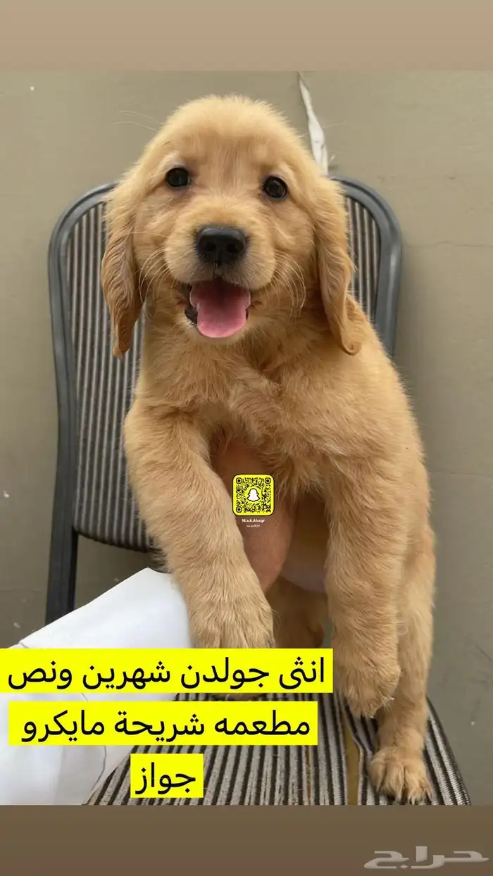 جراء كلاب جولدن ذكر وانثى 0