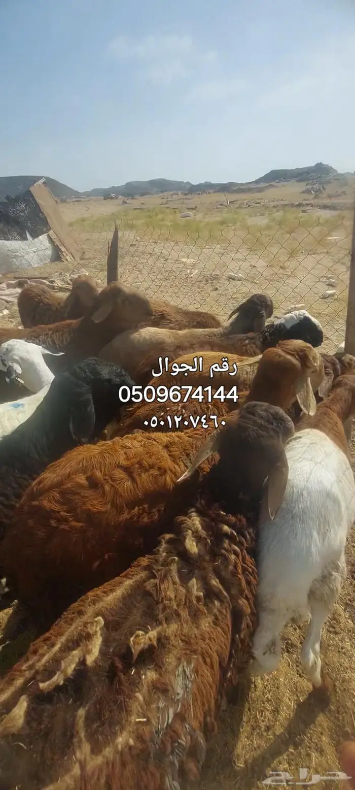 طليان اضاحي. وسواكن 1