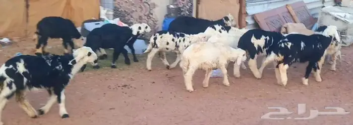 طليان ورخال بهم تربيه طيب لاعلي سوم 23