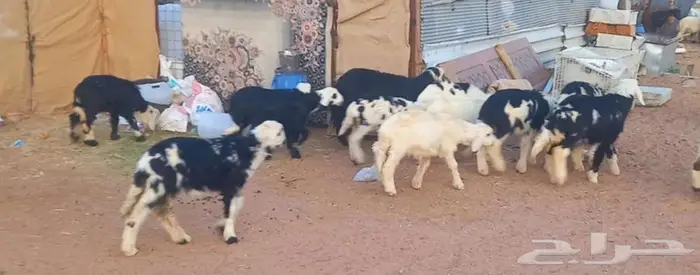 طليان ورخال بهم تربيه طيب لاعلي سوم 3