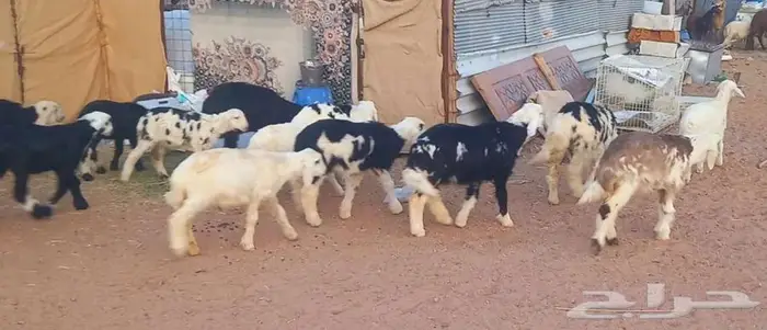 طليان ورخال بهم تربيه طيب لاعلي سوم 6