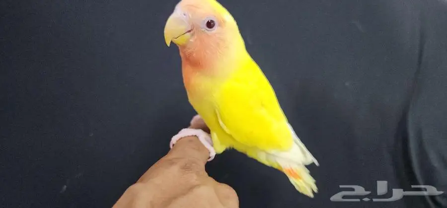 ببغاء روز هدد واليف 0