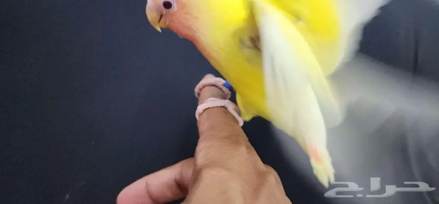 ببغاء روز هدد واليف 1