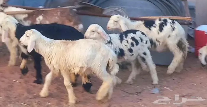 طليان ورخال بهم تربيه طيب لاعلي سوم 0