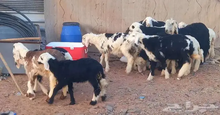 طليان ورخال بهم تربيه طيب لاعلي سوم 18