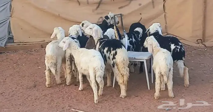 طليان ورخال بهم تربيه طيب لاعلي سوم 1