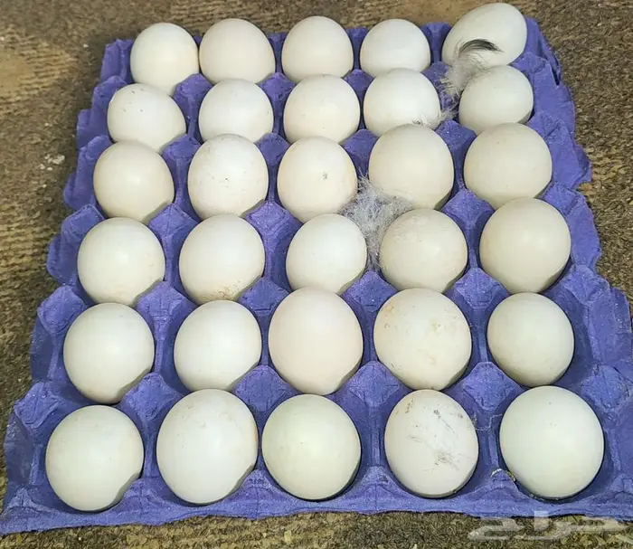 السلام عليكم موجود بيض بط مصري الموقع طبرجل 0