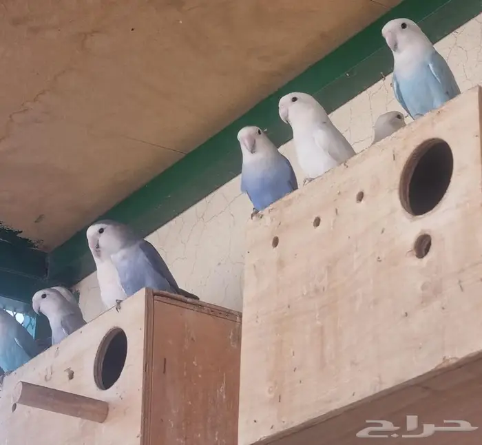 محمية طيور روز منتجه 8