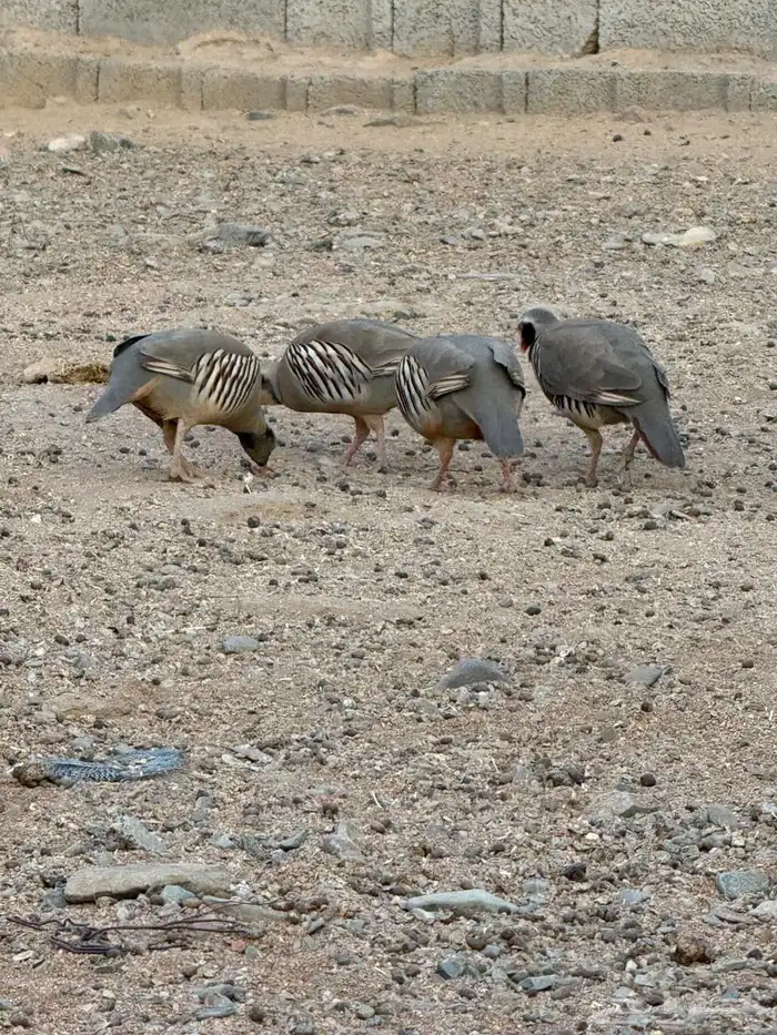 شنير ابو خد اسود اعاقيب للبيع 4