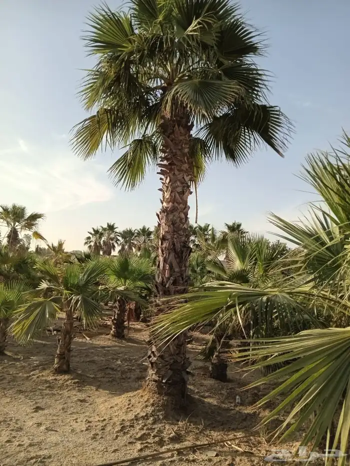 نخل واشنطني متنوع للبيع 3