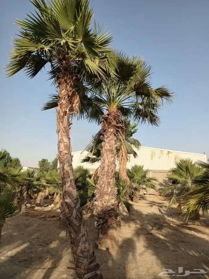 نخل واشنطني متنوع للبيع 0