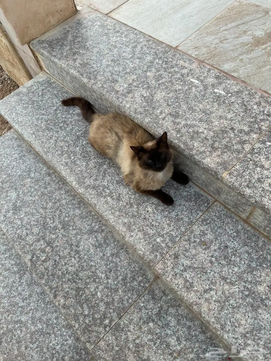قط سيامي ذكر هادي ولعوب يأكل اي شيئ يحب الناس ويتأقلم بسرعه 3