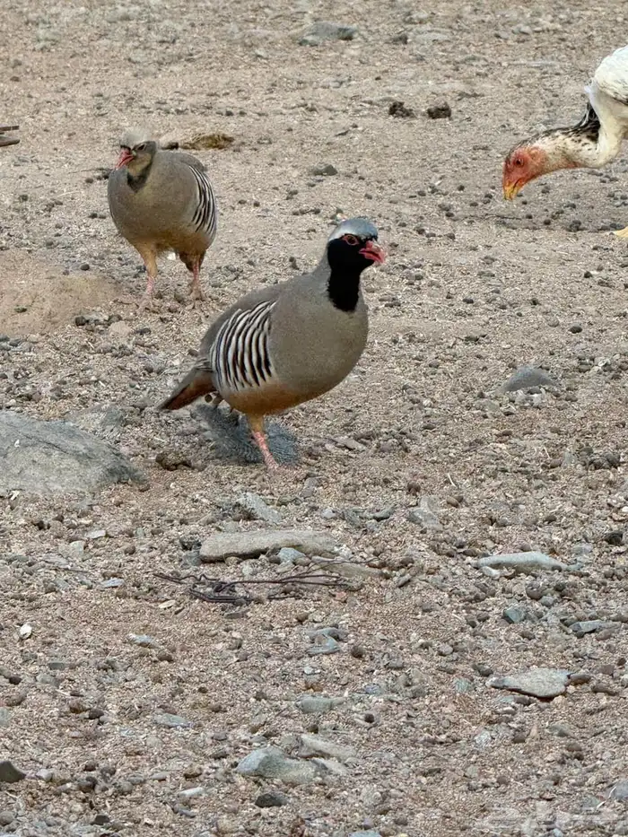 شنير ابو خد اسود اعاقيب للبيع 0