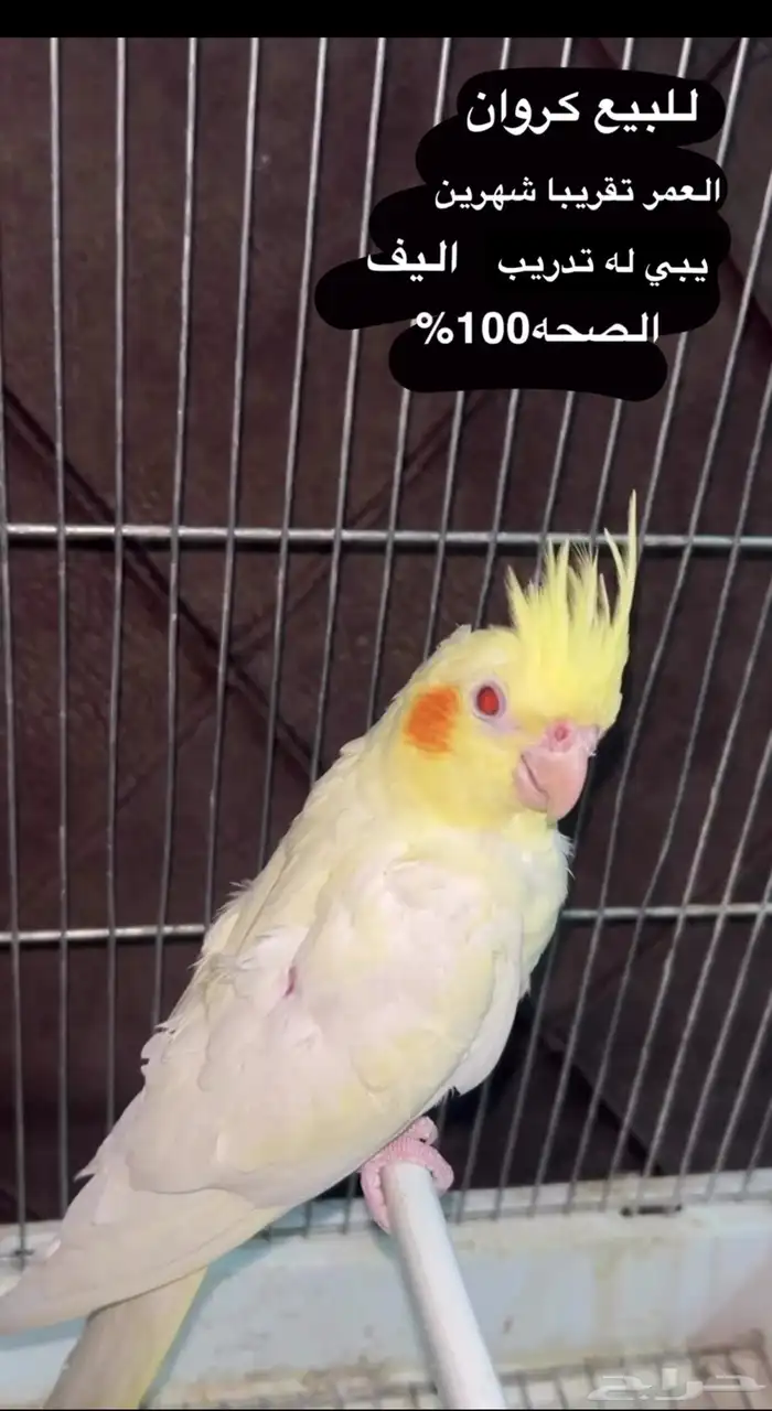 الاحساء البطاليه 0