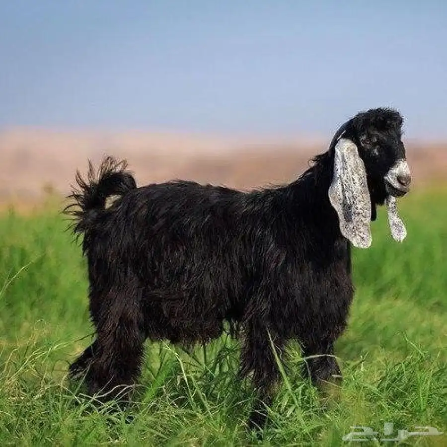 اضاحي الخير 4