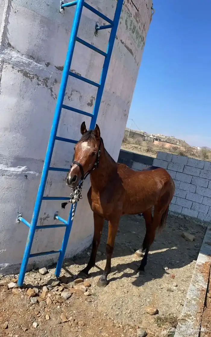 خيل شعبي العمر سنتين وشهرين لون بني شعر اسود معسوف جاهز على 3