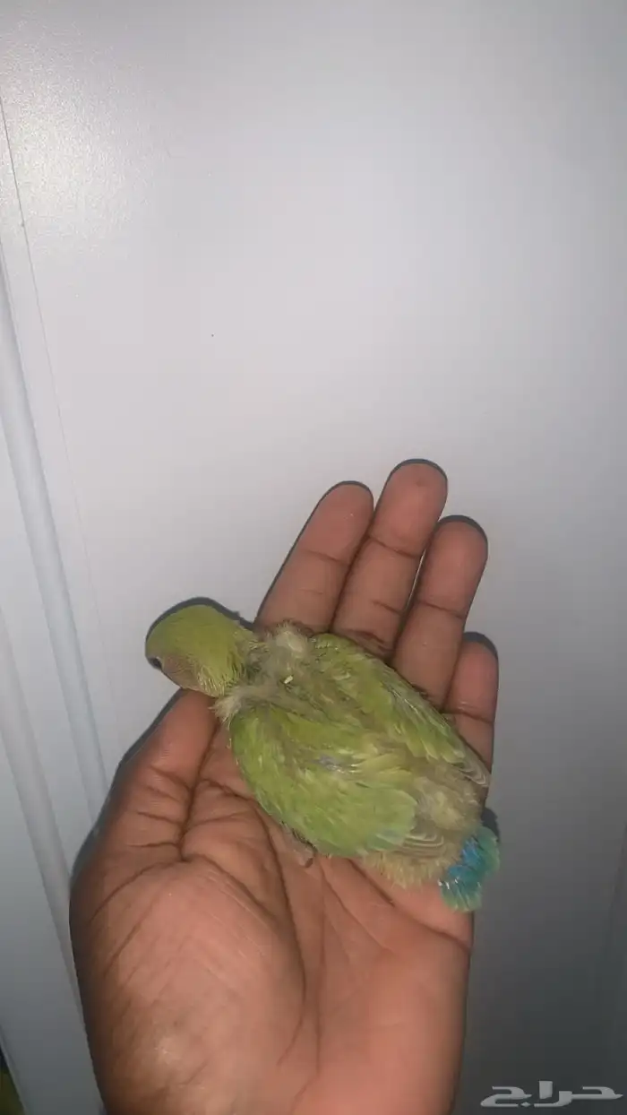 7 فروخ روز ( تم البيع ) 3