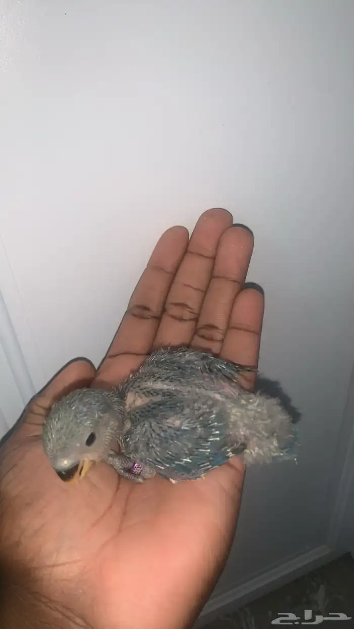 7 فروخ روز ( تم البيع ) 4