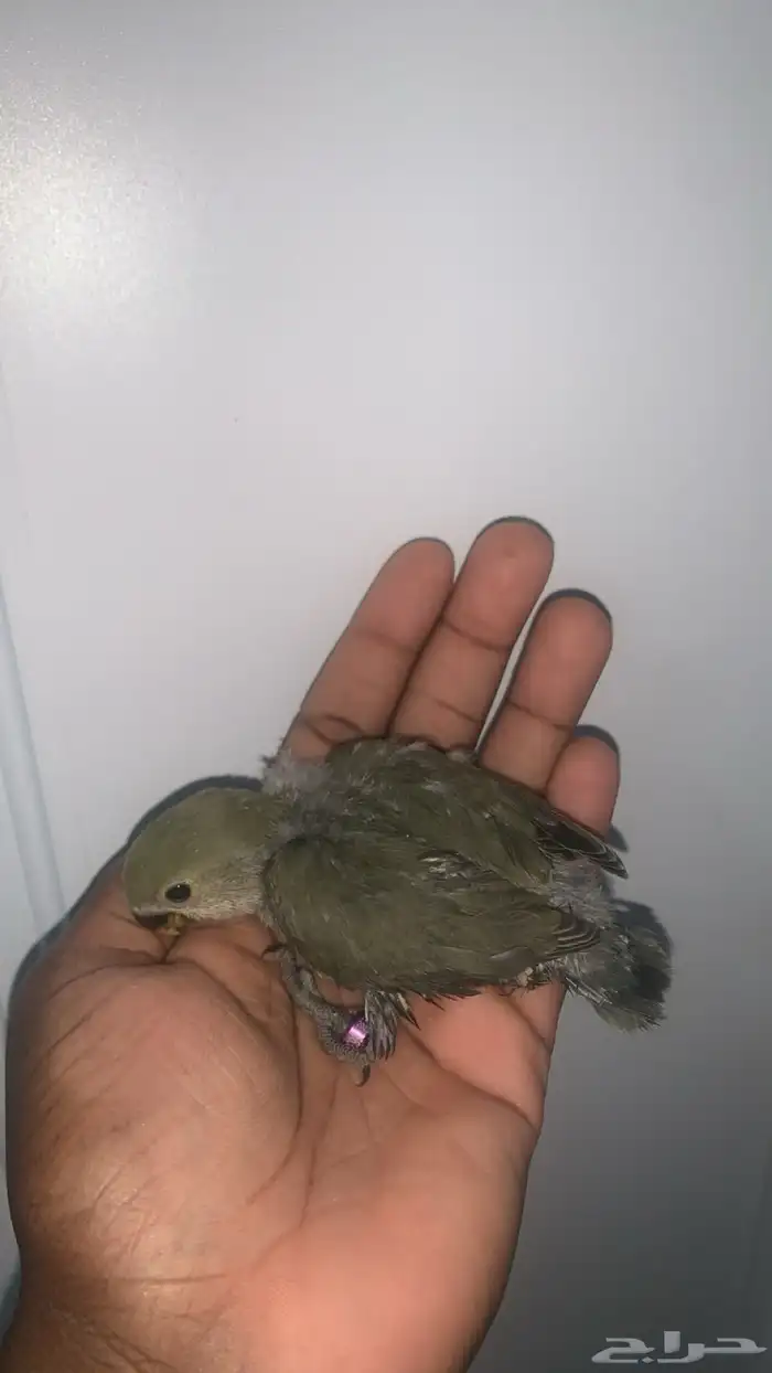 7 فروخ روز ( تم البيع ) 1