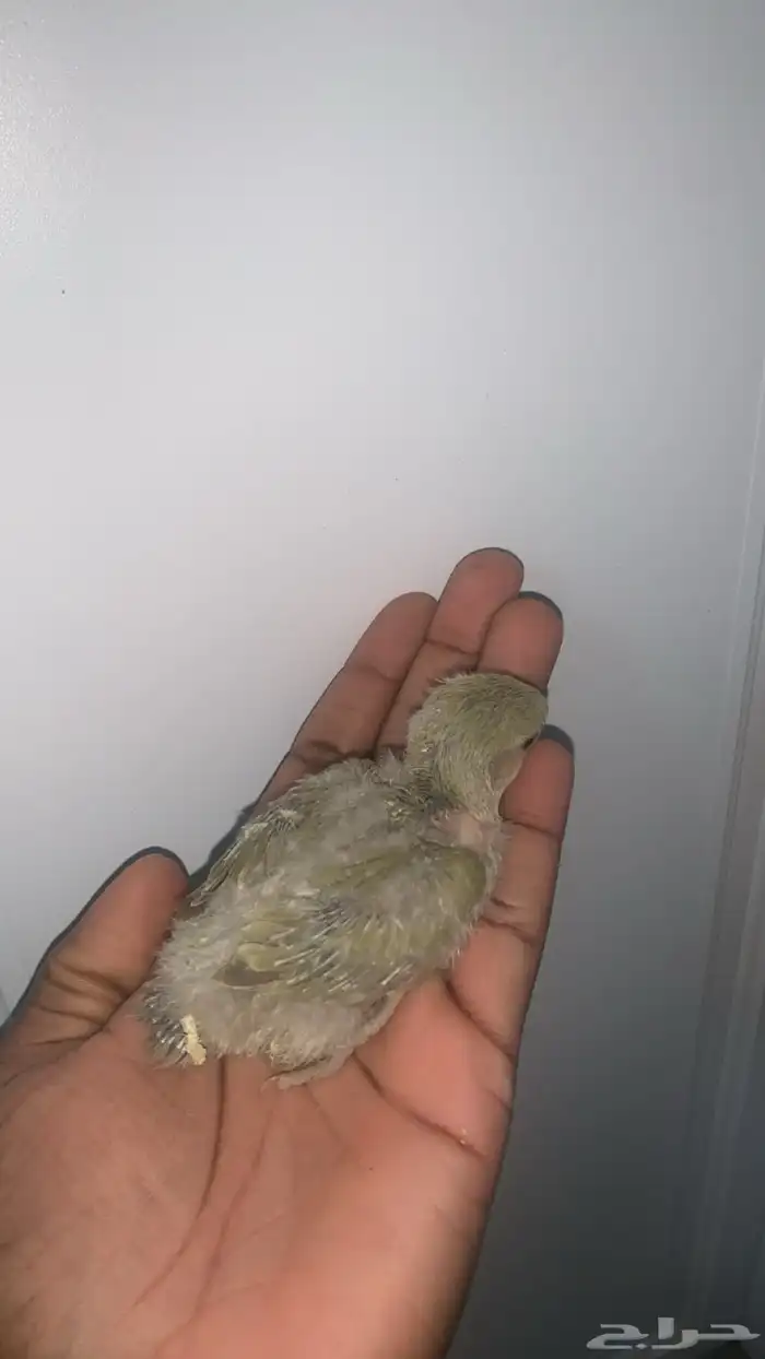 7 فروخ روز ( تم البيع ) 2