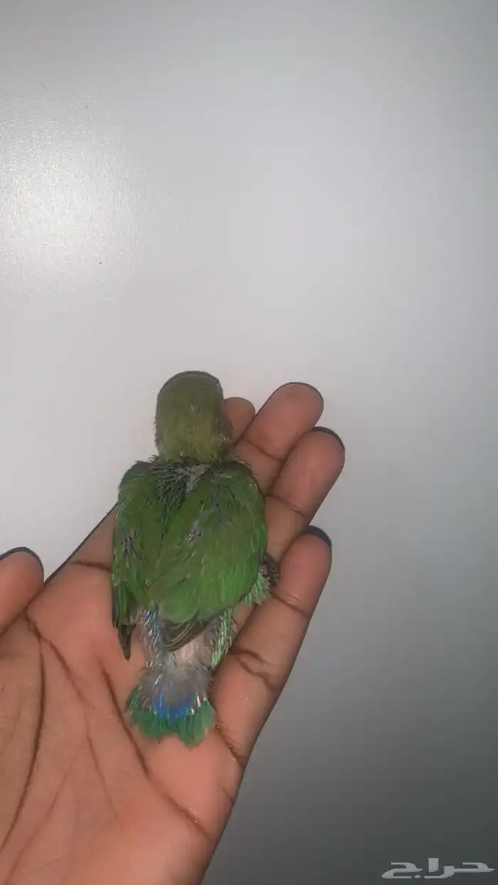 7 فروخ روز ( تم البيع ) 6