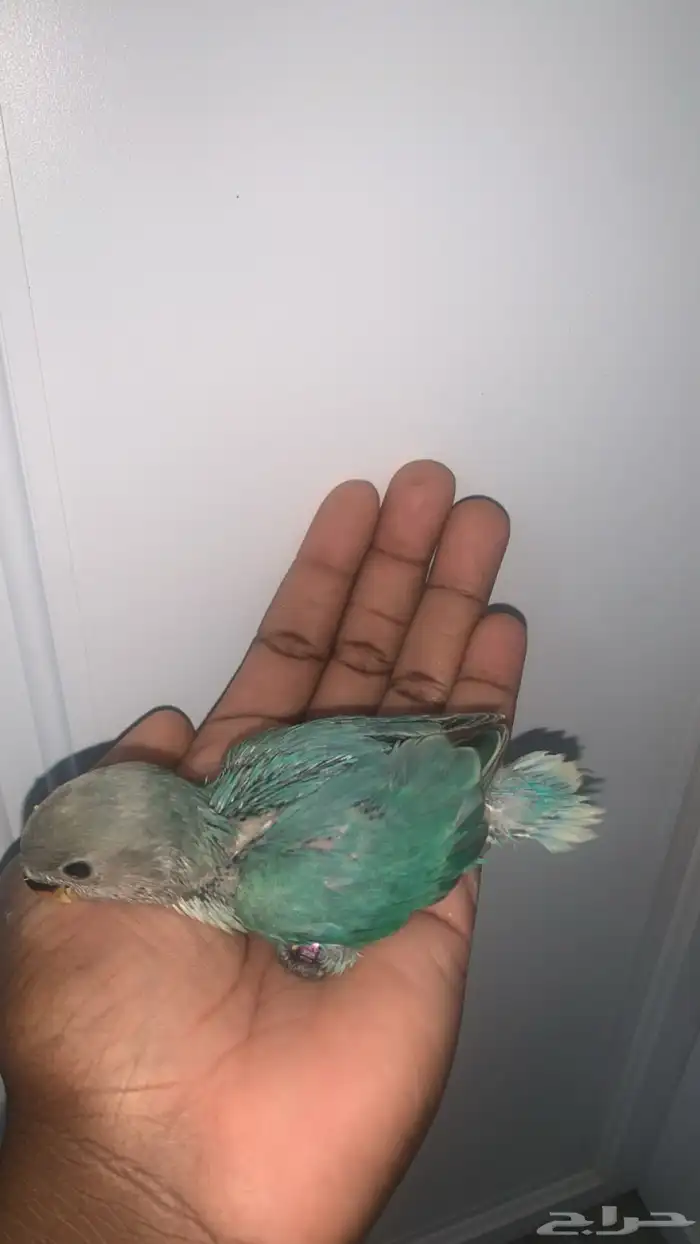 7 فروخ روز ( تم البيع ) 5