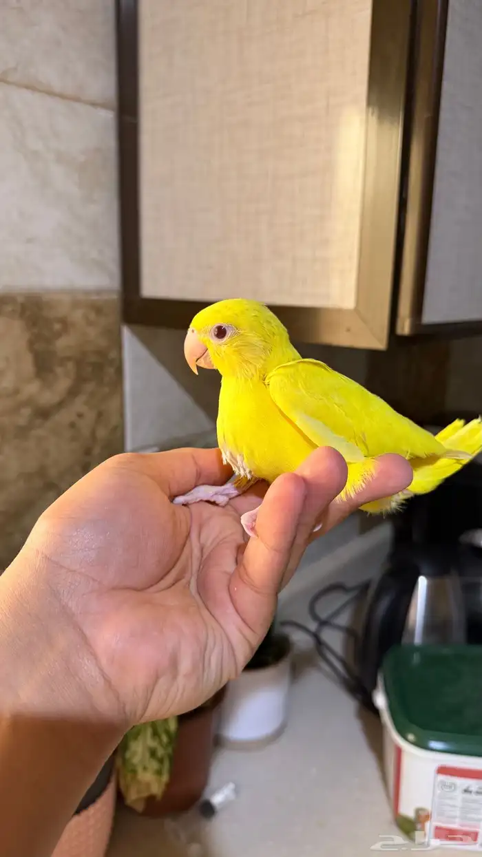 فرخ دره هولندي اصفر 1