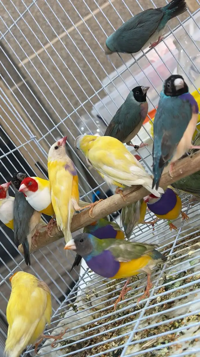ازوج قولدن فينش 3