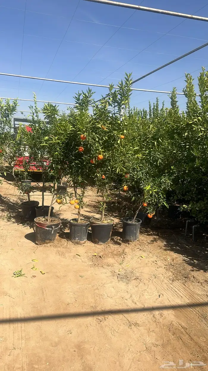 للبيع بالجملة جميع ( الأشجار والشتلات )بكافة احجامها  نجران 31