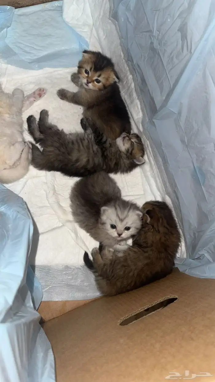 قطط سكوتش ستريت هجين 4