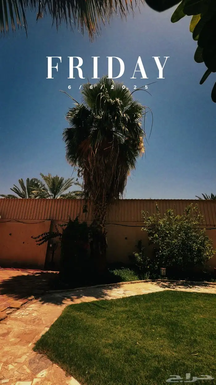 نخل واشنطني للبيع 0