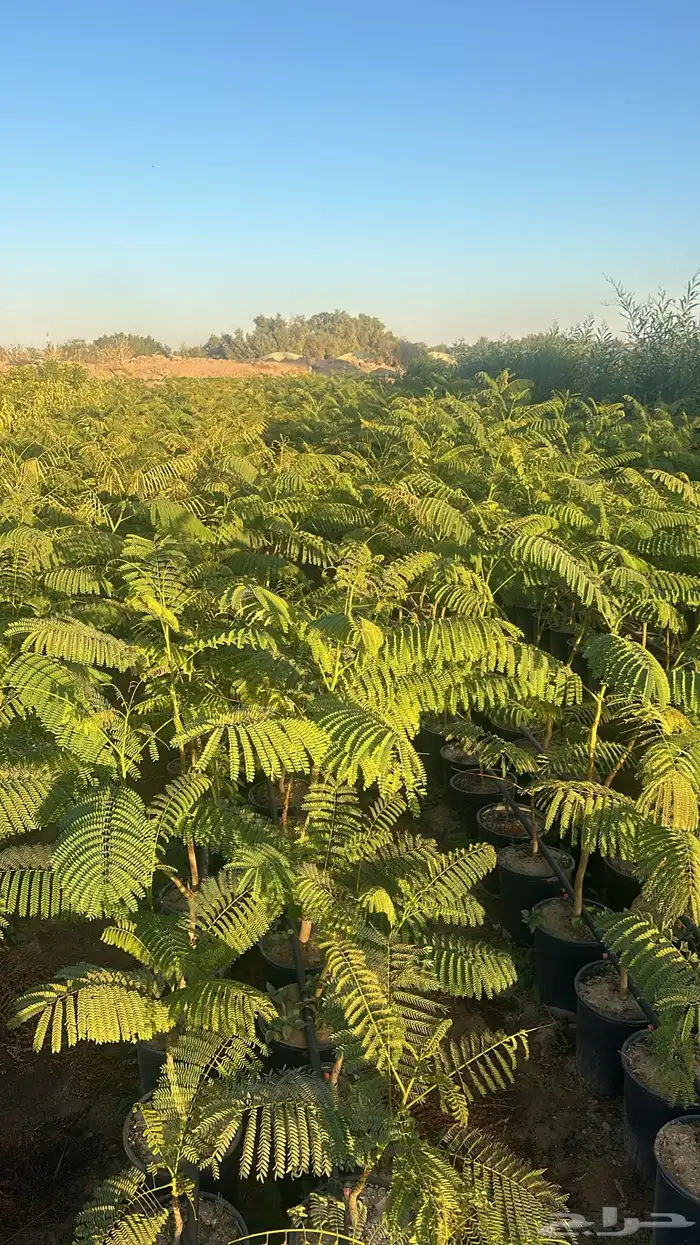 للبيع بالجملة جميع ( الأشجار والشتلات )بكافة احجامها  نجران 26