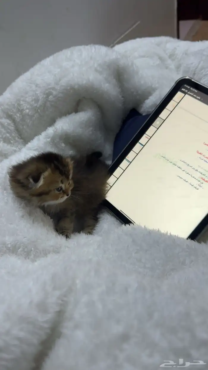 قطط سكوتش ستريت هجين 2