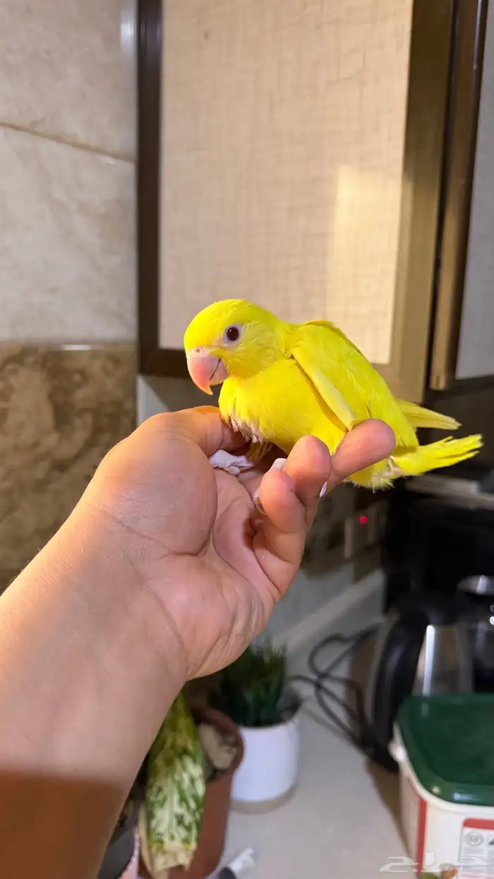 فرخ دره هولندي اصفر 2