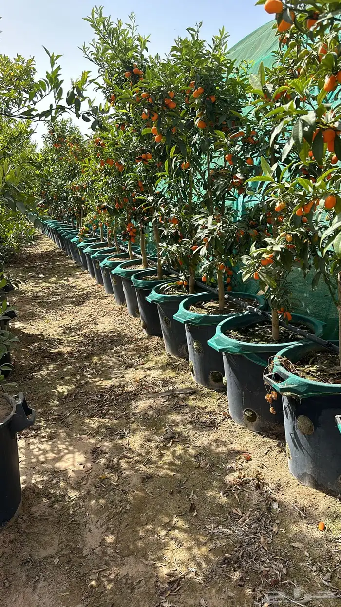 للبيع بالجملة جميع ( الأشجار والشتلات )بكافة احجامها  نجران 25