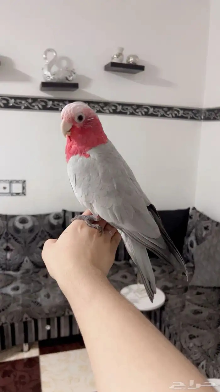 ببغاء كوكاتو قالا اليف ومتكلم ولعوب وهدد تم البيع 1