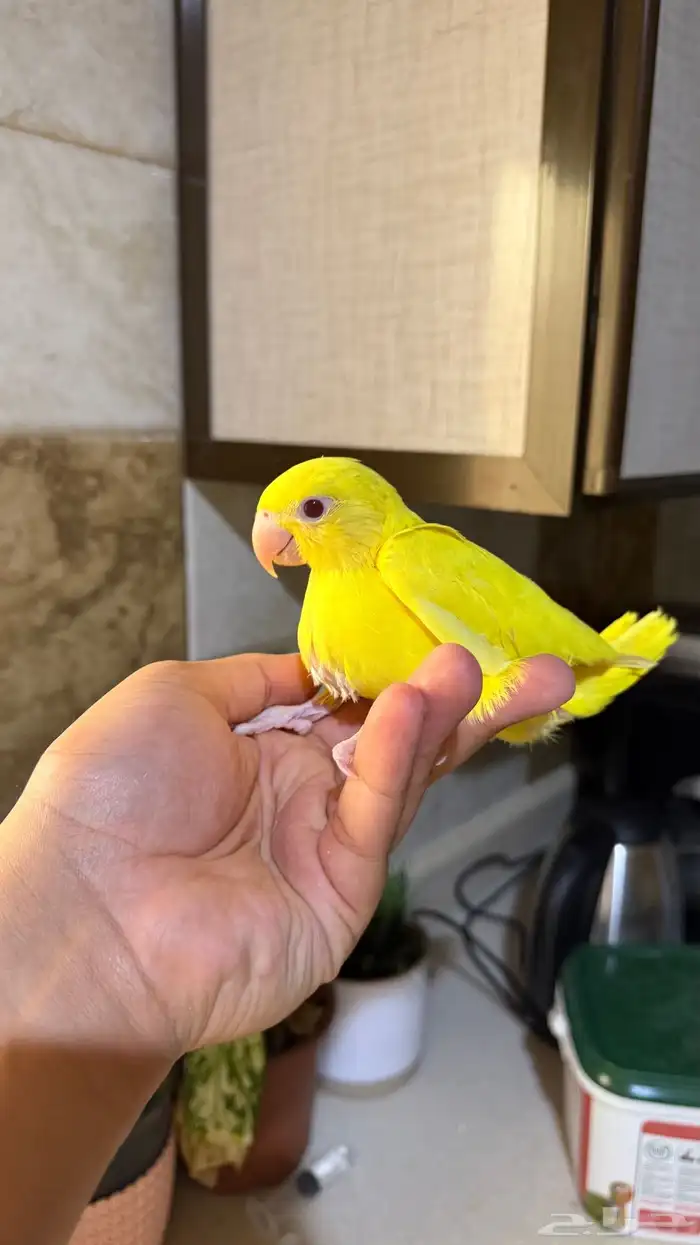 فرخ دره هولندي اصفر 3