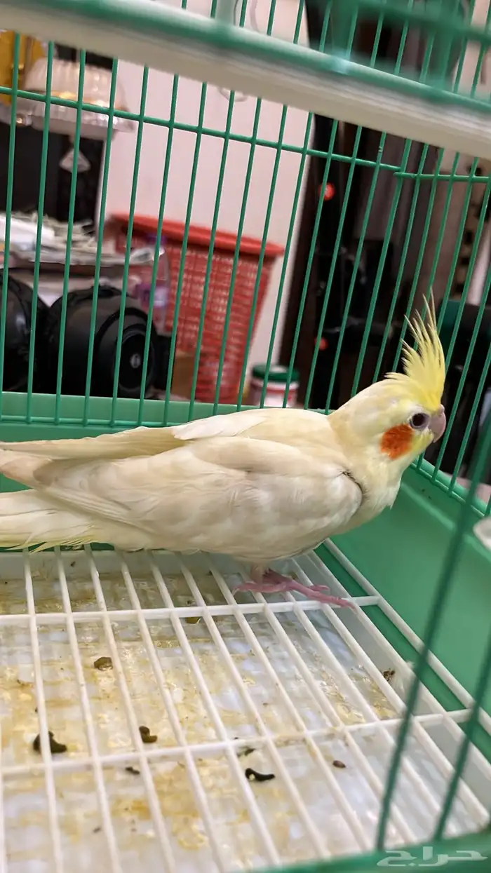 فرخ كروان نهايت غر تم البيع 2
