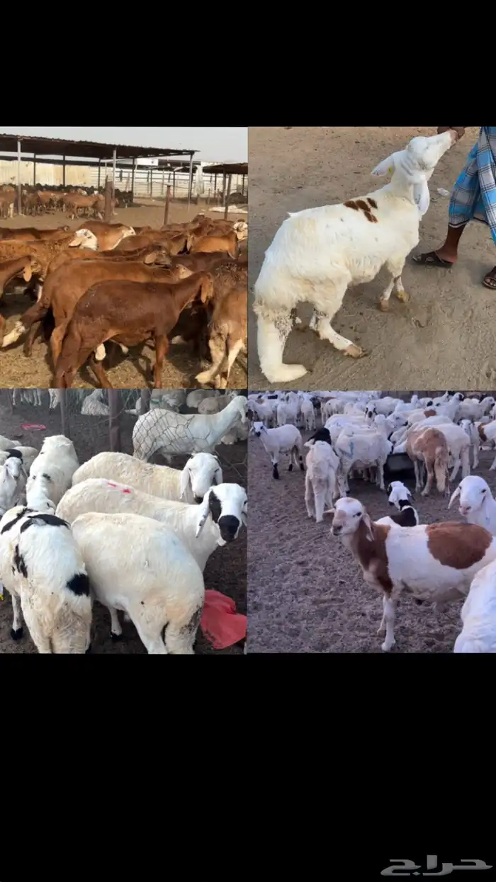 طليان سواكن اضاحي 0