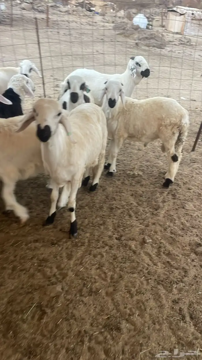 سواكن مرباه ذبح وتوصيل 2