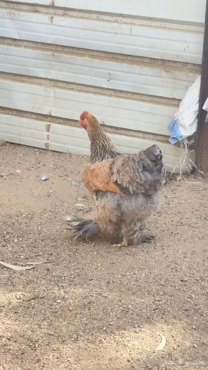 دجاج براهما 4